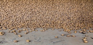Aardappel opslag in bunkers